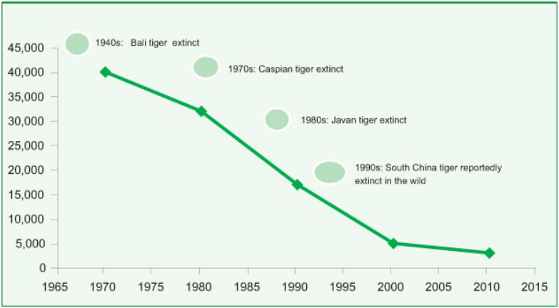 Sumatran Tiger Population Chart