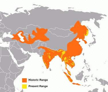 Bengal Tiger Population Chart